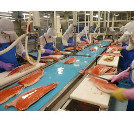 Băng Tải Phi Lê Cá | Băng Tải Fillet Cá Công Nghiệp VIPATEK