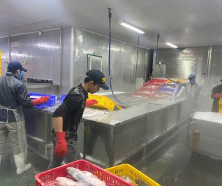 Máy mạ băng cá xuất khẩu Vipatek