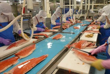 Băng Tải Phi Lê Cá | Băng Tải Fillet Cá Công Nghiệp VIPATEK