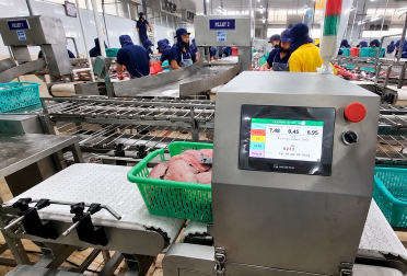 Máy Cân Băng Tải Cá, Tôm, Thủy Sản | Cân Băng Động VIPATEK