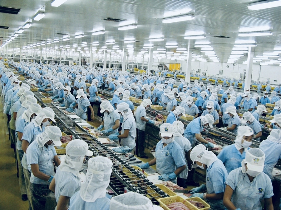 Xu hướng máy chế biến thủy sản 2026 Vipatek nổ lực mang giải pháp tự động hóa