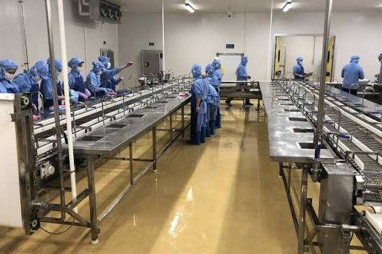Băng tải lột vỏ tôm, máy chế biến tôm thủy sản VIPATEK