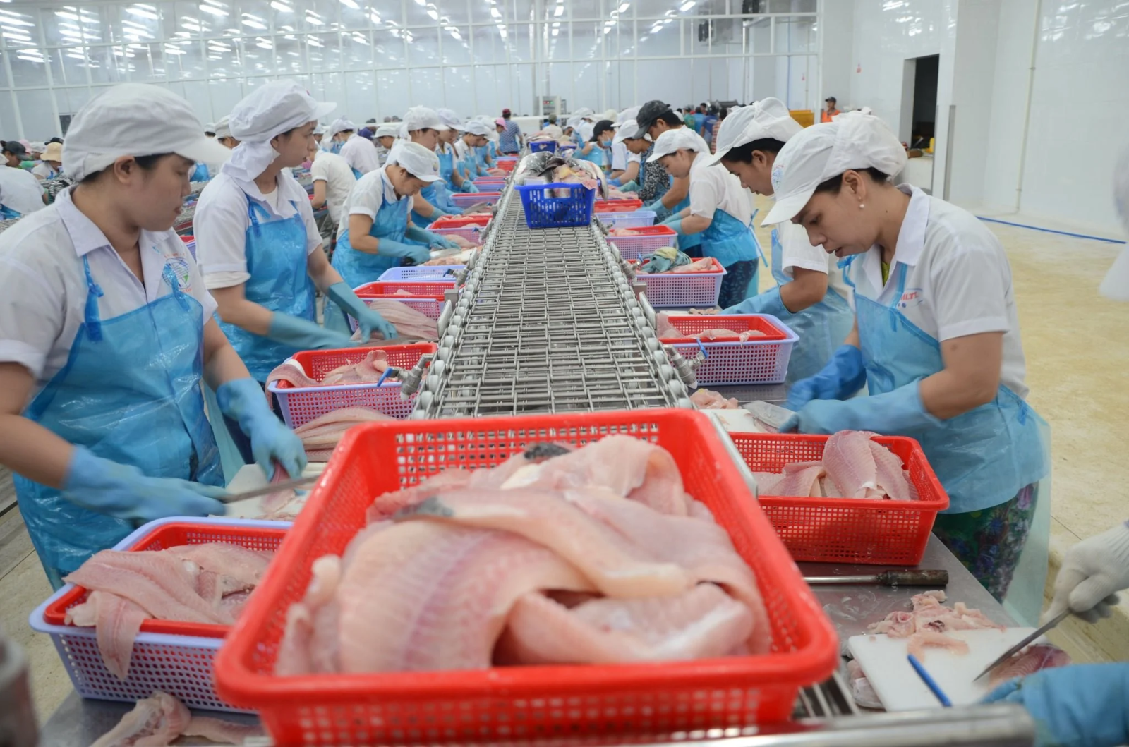 Băng chuyền fillet cá ngành thủy sản, cung cấp giải pháp máy phi lê cá chất lượng cao