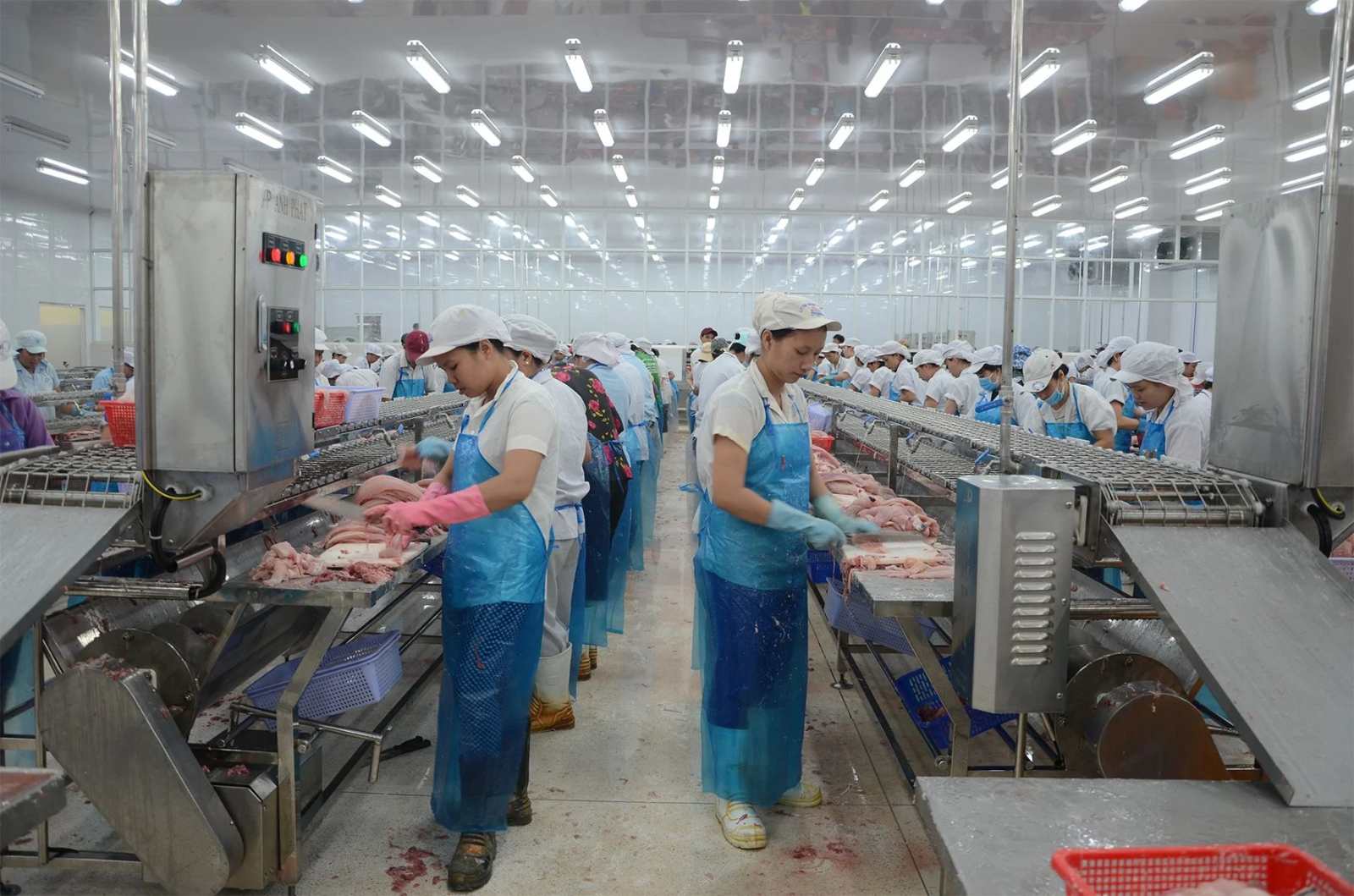 Băng tải phi lê cá Vipatek, thiết kế chế tạo băng chuyền fillet cá ngành thủy sản