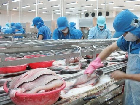 Băng tải phi lê cá, băng chuyền fillet cá chất lượng cao VIPATEK