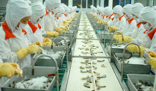 Công nghệ chế biến tôm xuất khẩu với đầy đủ các loại máy chế biến thủy sản