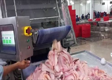Máy lạng da cá công nghiệp Vipatek, chất lượng, hiệu quả cao