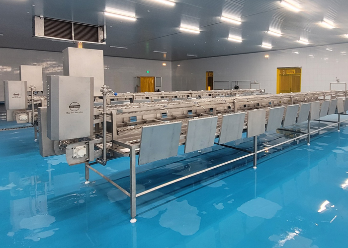 Máy lặt đầu tôm, bằng chuyền lặt đầu tôm Vipatek hiệu quả cao