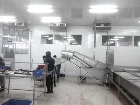 Máy ngâm cá sau cắt tiết, máy rửa cá công nghiệp Vipatek